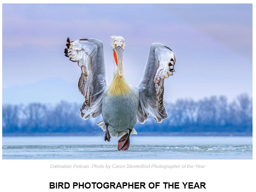 fotografía ganadora del concurso de fotografía de aves